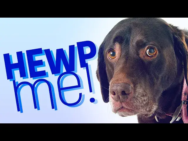 'Video thumbnail for THIS may be why your dog seems a little... OFF.'