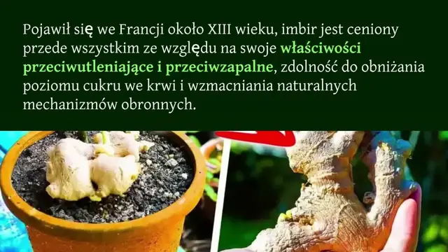 Video thumbnail for Jak wyhodować imbir w doniczce, aby był dostępny za darmo przez cały rok?