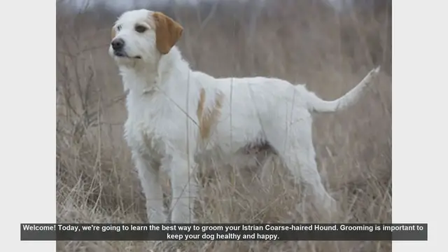 Video thumbnail for How to Groom Your Istrian Coarse-haired Hound: Step-by-Step Guide