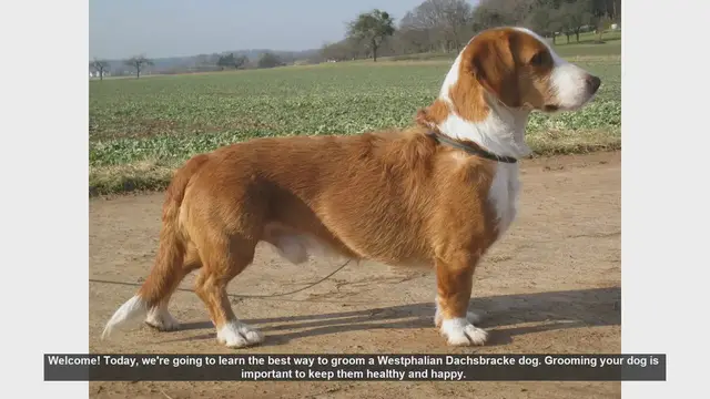 Video thumbnail for How to Groom Your Westphalian Dachsbracke: A Complete Guide