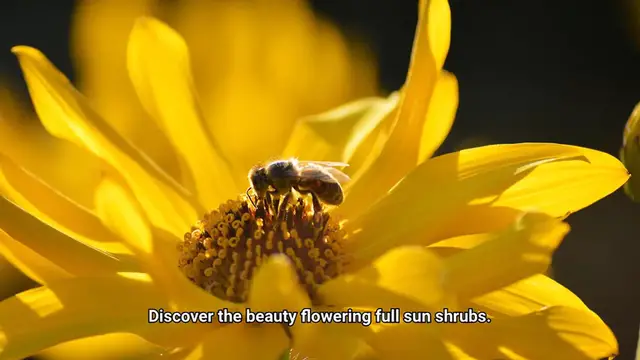 Video thumbnail for Flowering Full Sun Shrubs