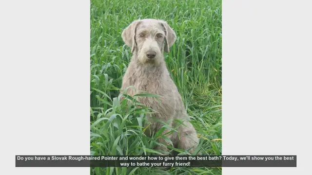 Video thumbnail for How to Bathe Your Slovak Rough-haired Pointer: Step-by-Step Guide