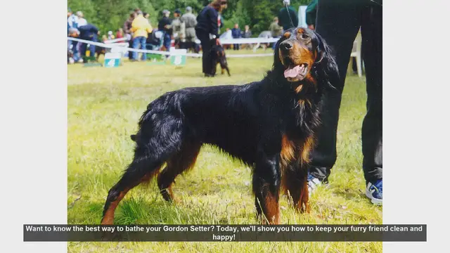 Video thumbnail for How to Bathe Your Gordon Setter: Step-by-Step Guide
