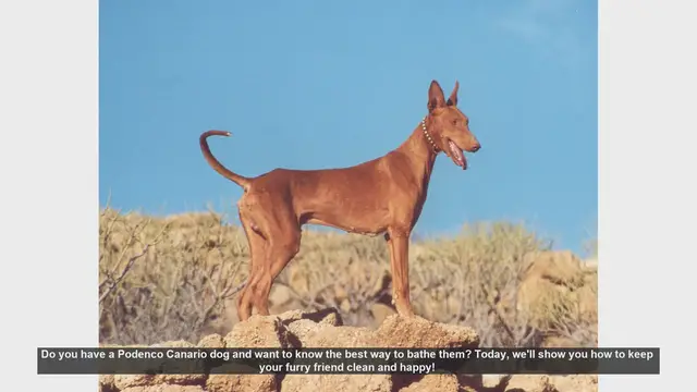 Video thumbnail for How to Bathe Your Podenco Canario: Step-by-Step Guide