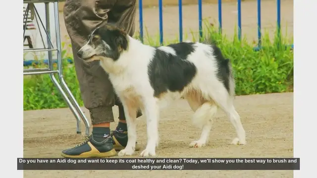 Video thumbnail for How to Brush and Deshed Your Aidi Dog for a Healthy Coat