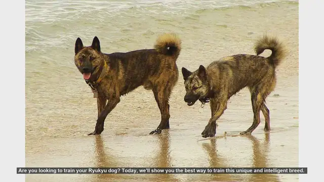 Video thumbnail for Ultimate Guide to Training Your Ryukyu Dog