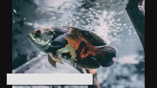 Video thumbnail for Oscar Fish Care Essentials: A Comprehensive Guide
