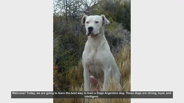 Video thumbnail for How to Train Your Dogo Argentino: Essential Tips for Success