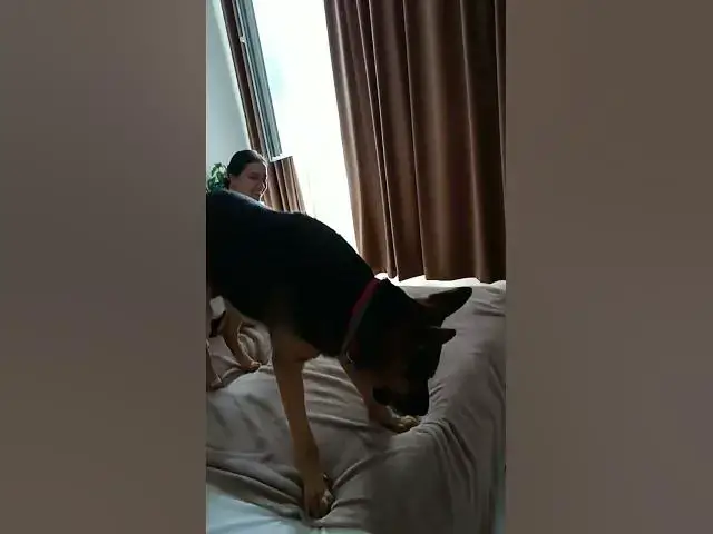 Video thumbnail for hello 🐶my name is Baloo🐻 #dog 🐶#happydog🙀 #germanshepherd 💯