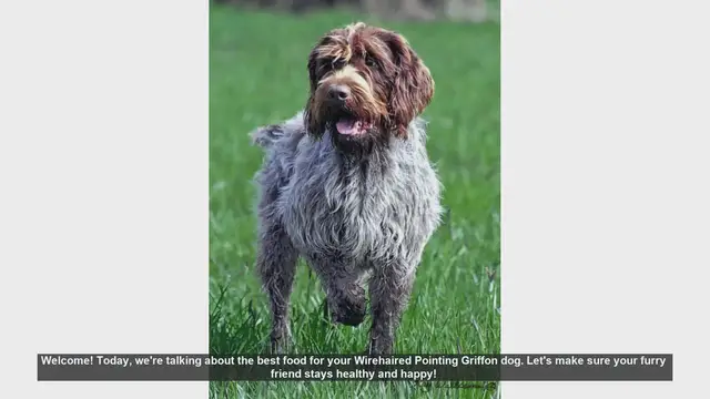 Video thumbnail for Best Food for Your Wirehaired Pointing Griffon: Keep Your Dog Healthy and Happy!