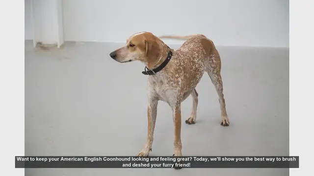 Video thumbnail for How to Brush and Deshed Your American English Coonhound