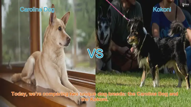 Video thumbnail for Carolina Dog vs. Kokoni: A Comparison of Unique Dog Breeds