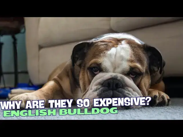 Video thumbnail for Why Are English Bulldogs So Expensive? 💸🐶