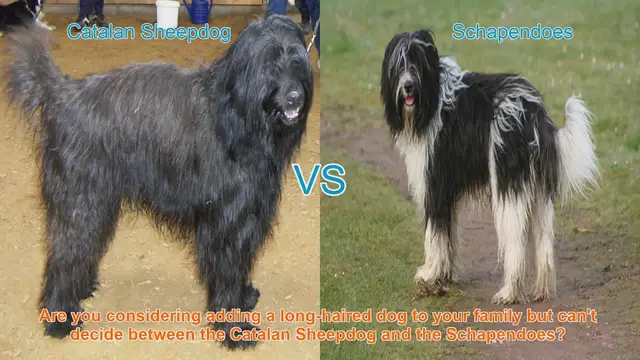 Video thumbnail for Catalan Sheepdog vs. Schapendoes: Choosing the Right Long-Haired Dog Breed