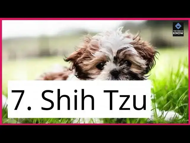 Video thumbnail for Top 10 Dog Breeds for Apartment Living