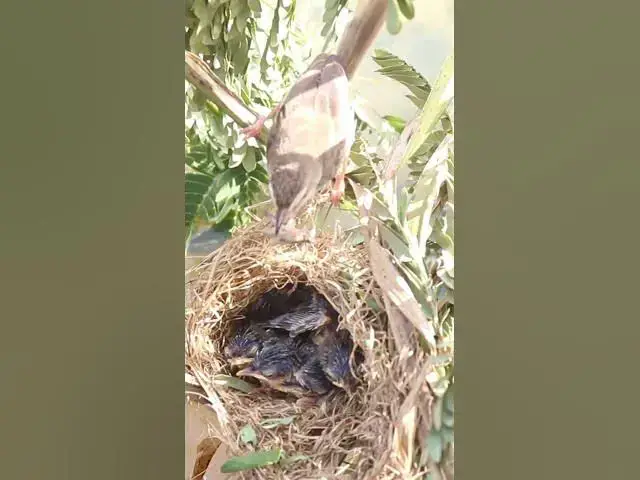 Video thumbnail for wild small baby birds (EP-61)  #birds #nature #birdfeeding #birdwatching  #birdslover #babybirds