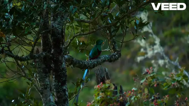 Video thumbnail for Butterfly Coquette | Classification, Habitat, Scientific Names, Predator, & Facts