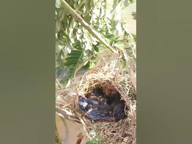 Video thumbnail for wild small baby birds (EP-58)  #birds #nature #birdfeeding #birdwatching  #birdslover #babybirds