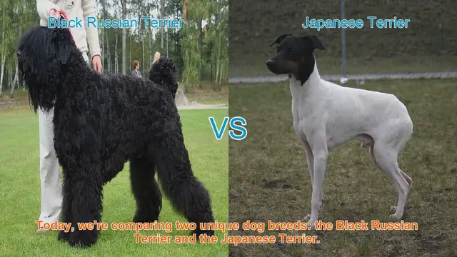Video thumbnail for Black Russian Terrier vs. Japanese Terrier: A Comparison