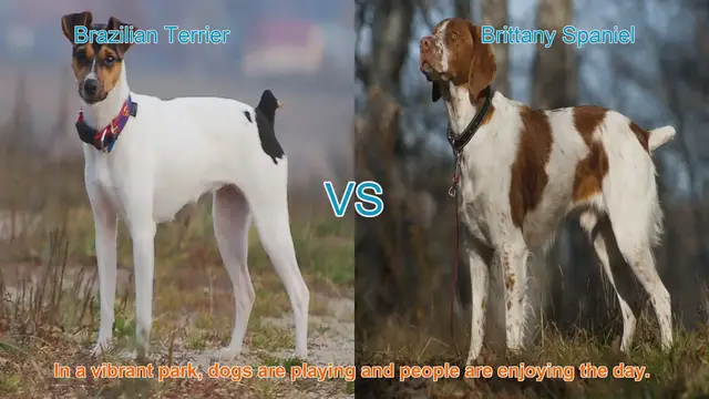 Video thumbnail for Brazilian Terrier vs. Brittany Spaniel: A Breed Comparison