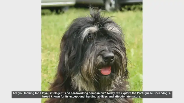 Video thumbnail for Discover the Loyal and Intelligent Portuguese Sheepdog