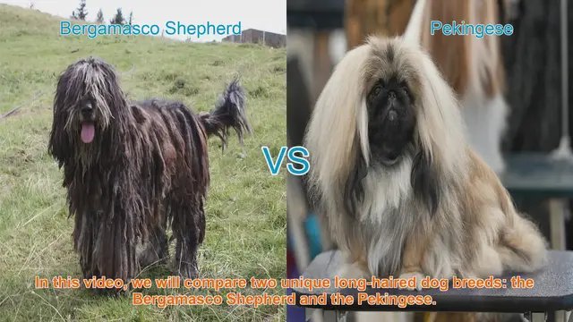 Video thumbnail for Bergamasco Shepherd vs. Pekingese: A Comparison of Two Unique Long-Haired Dog Breeds