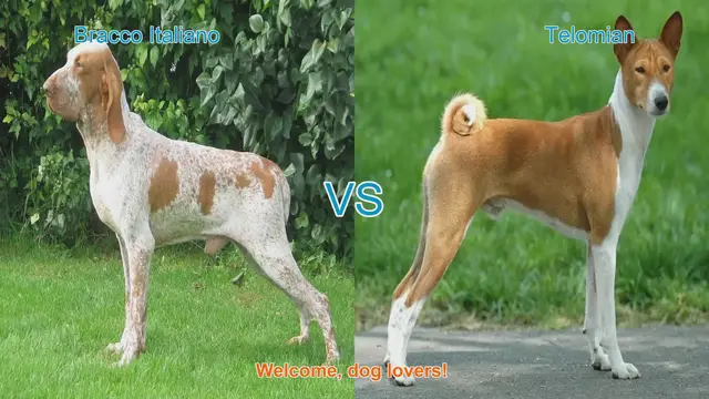 Video thumbnail for Bracco Italiano vs. Telomian: A Comparison of Two Unique Dog Breeds