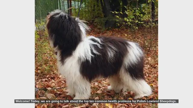 Video thumbnail for Top 10 Common Health Problems in Polish Lowland Sheepdogs