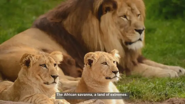 Video thumbnail for 10 Lion Adaptations for Dry Season Survival