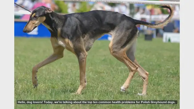 Video thumbnail for Top 10 Health Issues in Polish Greyhounds & How to Prevent Them