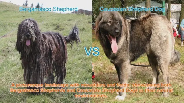 Video thumbnail for Bergamasco vs. Caucasian Shepherd Dogs: A Comparison of Two Majestic Guardian Breeds
