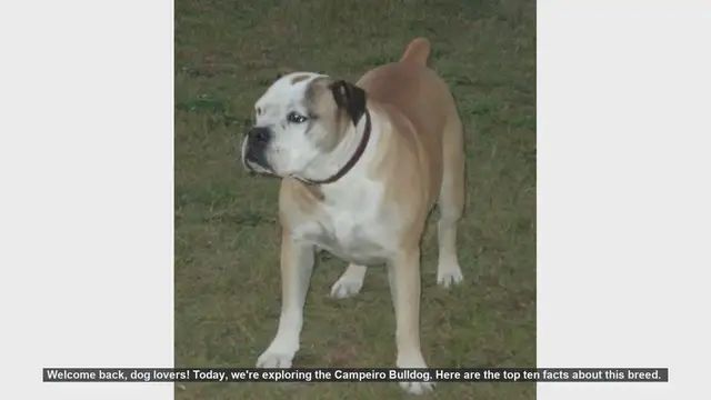 Video thumbnail for Top 10 Facts About the Campeiro Bulldog