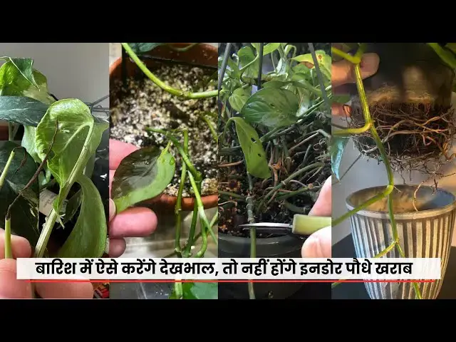 'Video thumbnail for बारिश में ऐसे करेंगे देखभाल, तो नहीं होंगे इनडोर पौधे खराब | Care Of Indoor Plants In Rainy Season'