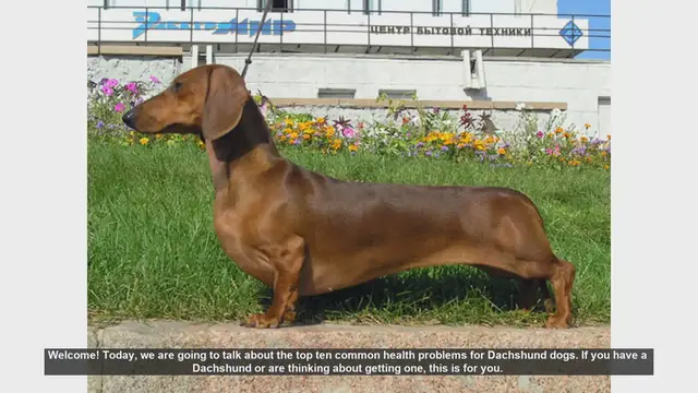 Video thumbnail for Top 10 Common Health Problems in Dachshunds