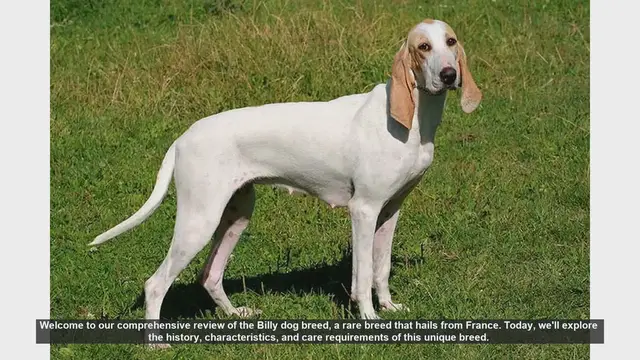 Video thumbnail for Billy Dog Breed Review: History, Traits, and Care Tips