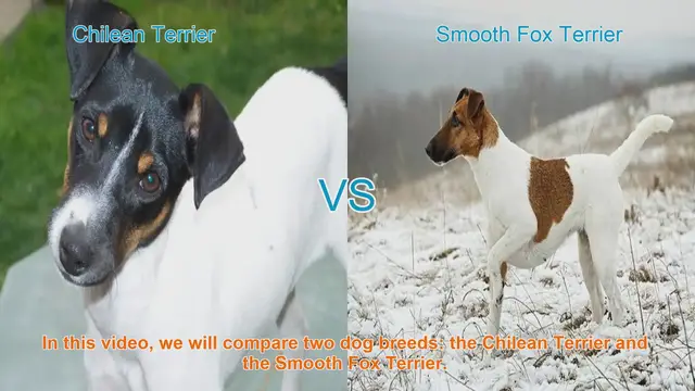 Video thumbnail for Chilean Terrier vs. Smooth Fox Terrier: A Comprehensive Comparison