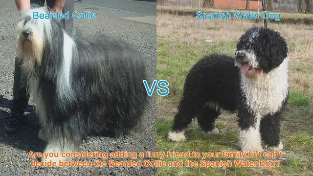 Video thumbnail for Bearded Collie vs. Spanish Water Dog: A Detailed Comparison