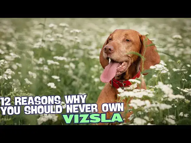 Video thumbnail for 12 Reasons Why You Should Never Own a Vizsla 🐾