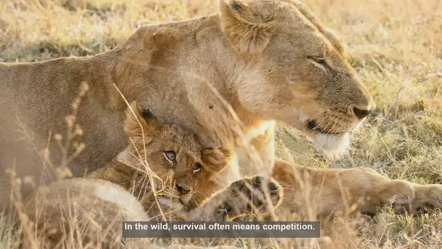 Video thumbnail for 10 Surprising Cases of Lions Cooperating with Other Species