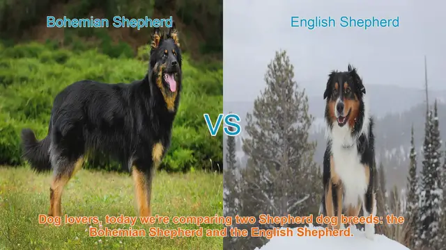 Video thumbnail for Bohemian Shepherd vs. English Shepherd: A Comprehensive Comparison