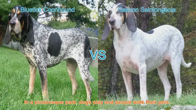 Video thumbnail for Comparing Bluetick Coonhound and Gascon Saintongeois: A Breed Showcase