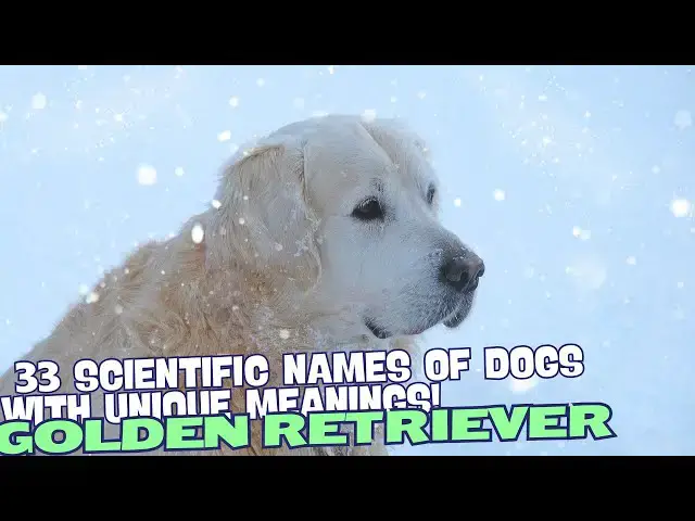 Video thumbnail for 33 Scientific Names of Golden Retrievers with Unique Meanings 🐾✨