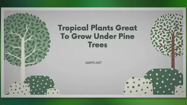 Video thumbnail for 8 Tropical Plants Great To Grow Under Pine Trees - SARPO