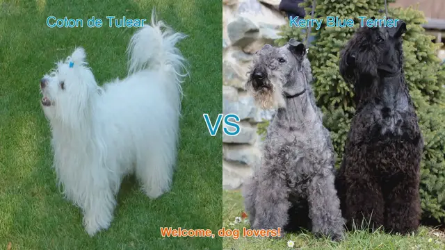 Video thumbnail for Coton de Tulear vs. Kerry Blue Terrier: A Comparison of Two Charming Dog Breeds