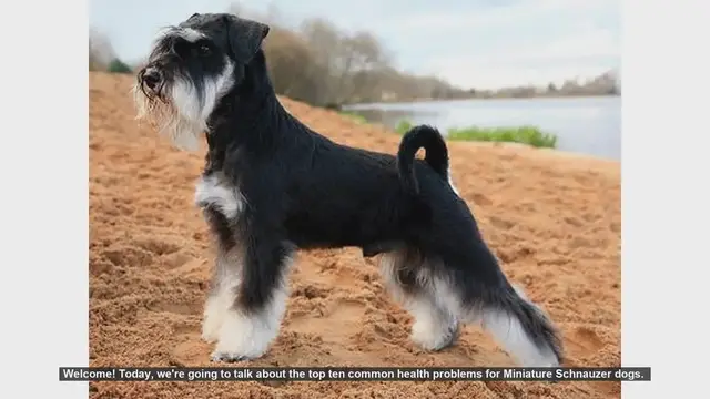 Video thumbnail for Top 10 Common Health Problems in Miniature Schnauzers