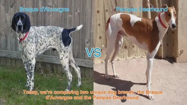 Video thumbnail for Braque d'Auvergne vs. Pampas Deerhound: A Comprehensive Comparison