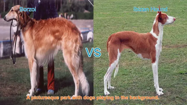 Video thumbnail for Borzoi vs. Ibizan Hound: A Comprehensive Comparison
