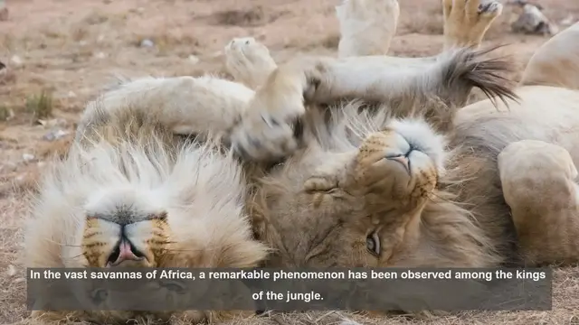 Video thumbnail for 10 Remarkable Lion Pride Alliances in Africa