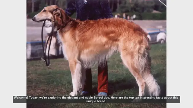 Video thumbnail for Top 10 Fascinating Facts About the Elegant Borzoi Dog