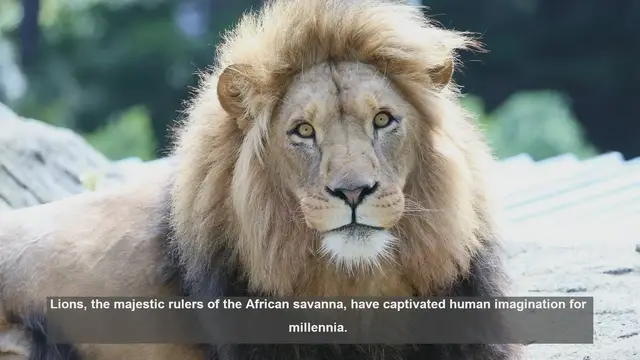 Video thumbnail for 10 Surprising Facts About Lions: The Kings of the Savanna